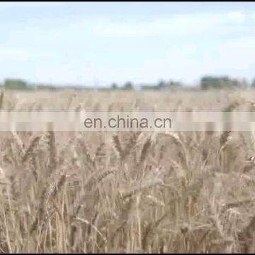 Agricultural Machine Rice Wheat Paddy Crawler Combine Harvester