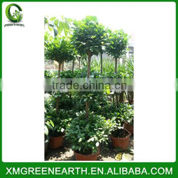 Ficus panda three levels (4)