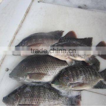 TILAPIA (Oreochromis Niloticus) WHOLE ROUND 500-800G