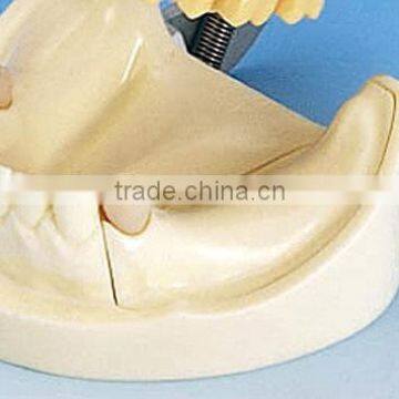 Typodont Orthodontic Model for Practicing Teeth Model Factory photo-5