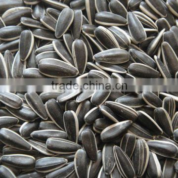 new crop black chinese sunflower seeds601