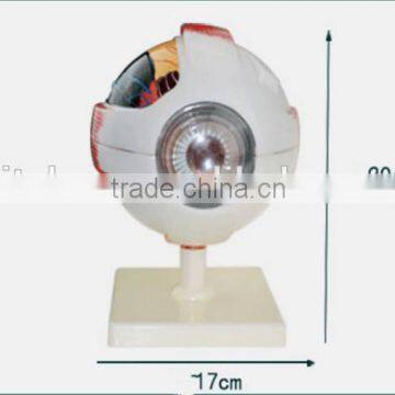 Eyeball Enlargement and Anatomy Structure Model Teaching Medical Biology Science and Education Instrument 6 Times 3 photo-4