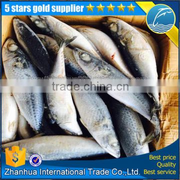 blue mackerel fish, japanese mackerel fish, canned mackerel whole round raw material