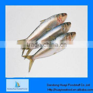 the product with high cost performance sardine on sale