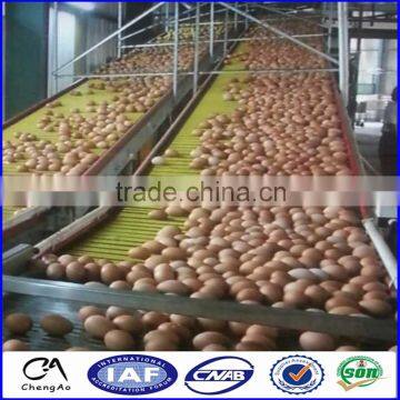 layer battery cages with automatic egg collection system in china