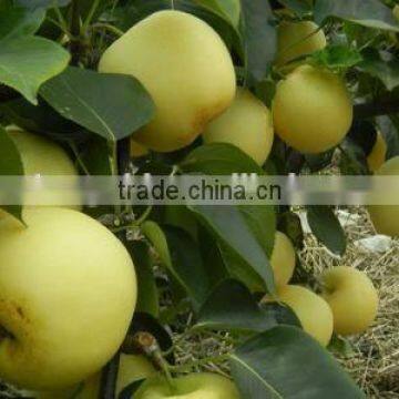 Fresh Pear Golden Pear photo-3