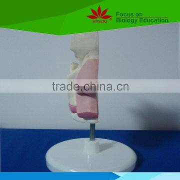 High quality Medical teaching Nasal bone model