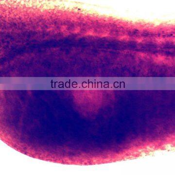 Biology Chick Embryo Microscope Slides photo-4