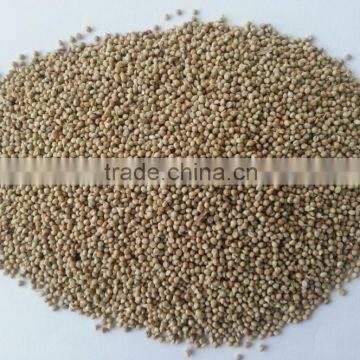 Green Millet for birds