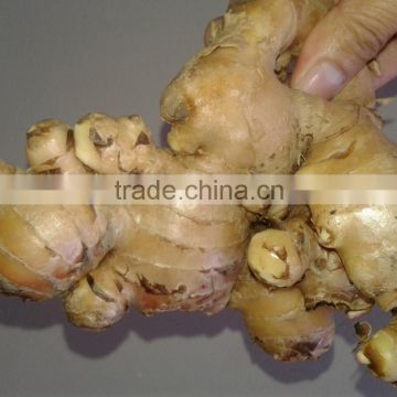 VIETNAM GINGER