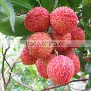 The King of Litchi(LanZhu)