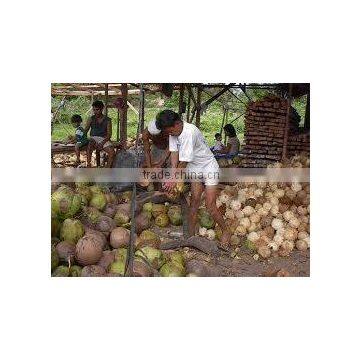 Price of Coconut for Buy photo-6