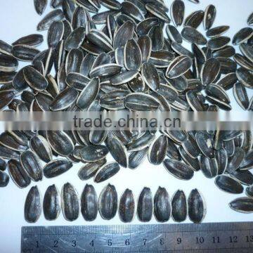 high quality AA grade 5009 sunflower seed