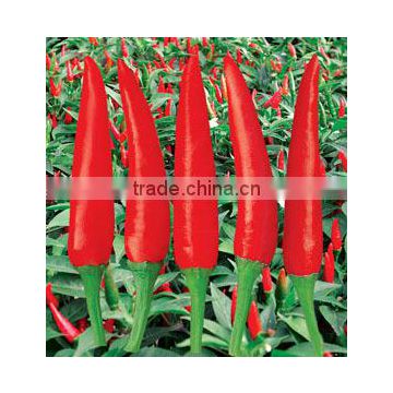 Hybrid F1 Red Hot Pepper Seeds Chili Seeds For Sale-Brightness Red 100