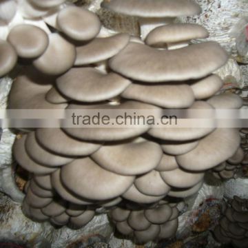 high yield grey color oyster mushroom spawn