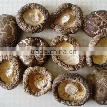 dried shiitake mushroom prices magic mushrooms dried 1kg