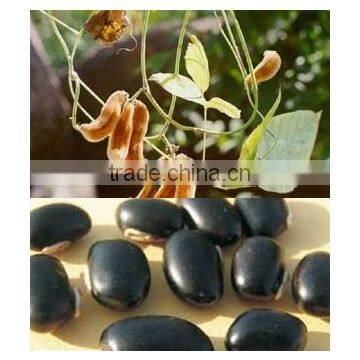 Indian Black kavach Kinvach medicinal seeds Mucuna pruriens India Rajasthan Asia