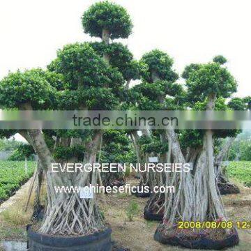 Ficus microcarpa, ficus bonsai tree