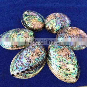 polished abalone shell Haliotis Iris for crafts