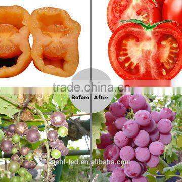 2017 Salable 12W Led Light For Indoor Plant From Shenzhen Factory photo-5