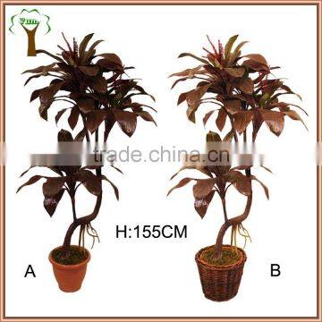 Reddish dracaena plant for home decoration