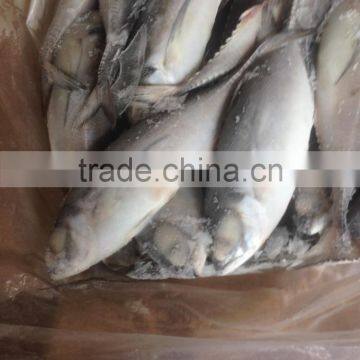 2016 High Quality Seafood Frozen Round Scad photo-4