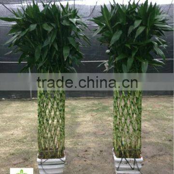 Lucky bamboo ( Dracaena Sanderiana) square shape as indor plant