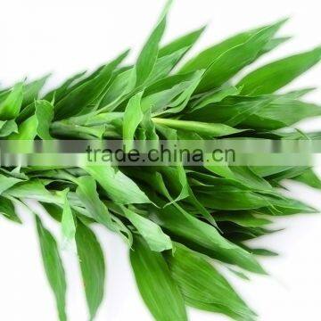 Natural Lucky Bamboo A Grade Cut Fresh From Yunnan photo-4
