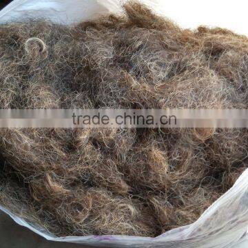 Curled horse tail hair,for filling of matress or Sofa