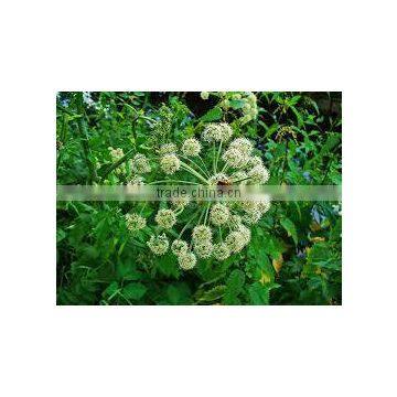 Angelica Root Oil photo-2