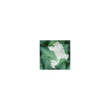 Hybrid Cauliflower Snow Crown 65-70 days seeds 6186