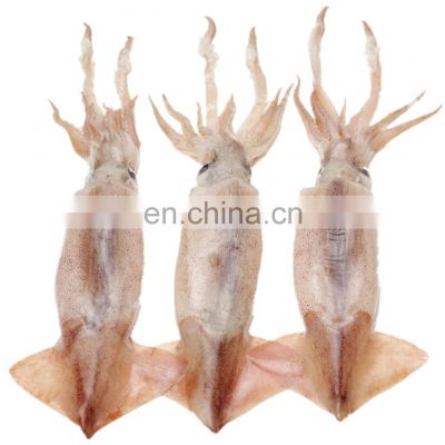 whole round frozen todarodes pacificus squid japanese flying squid