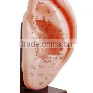 Massage training model for ear 17CM