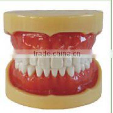 Dental Tooth Extraction Training Model