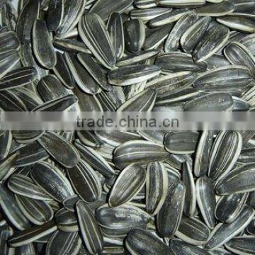 Sunflower Seeds long type