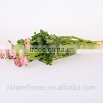 2016 Ranunculus Asiaticus With Fresh Beautiful Flowers photo-6