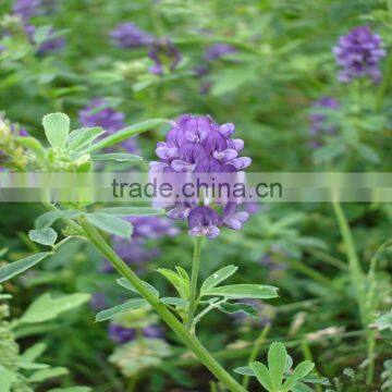 High Yield Grass Seeds for Sale photo-4