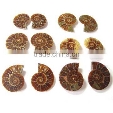 Ammonite Fossil natural Gemstone wholesale lot