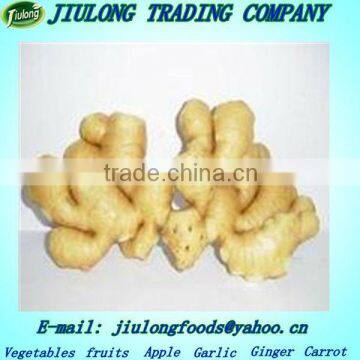 Fresh ginger largest exporters china