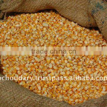 HIGH RICH Quality yellow corn