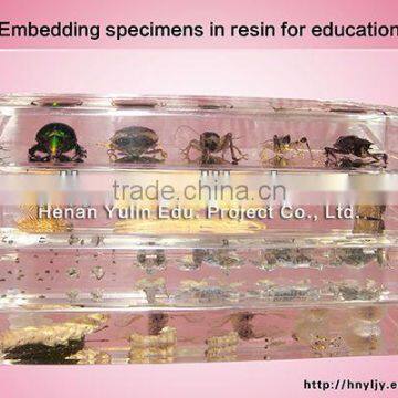 medical 3D primary school standard clam specimen for biology teaching