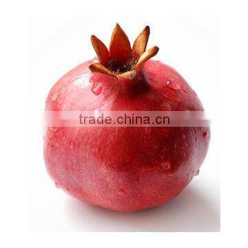 Fresh Pomegranate High Quality Fruits