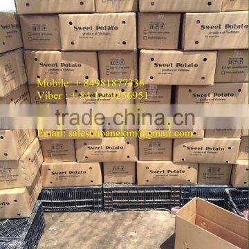 Export Fresh Sweet Potato Bulk photo-5
