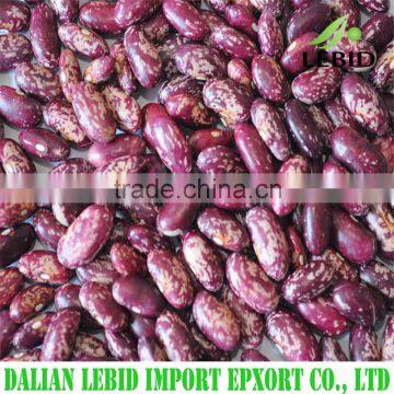 2016 Crop good quality purple speckled kidney beans for sale