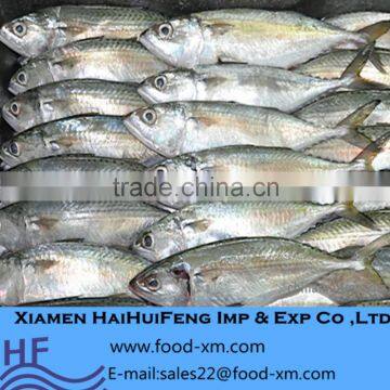 Packaged Frozen Indian Mackerel