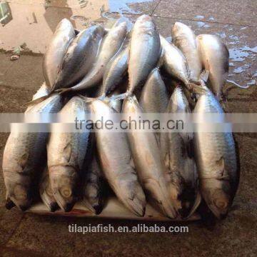 2015 October caught Mackerel frozen fish good price