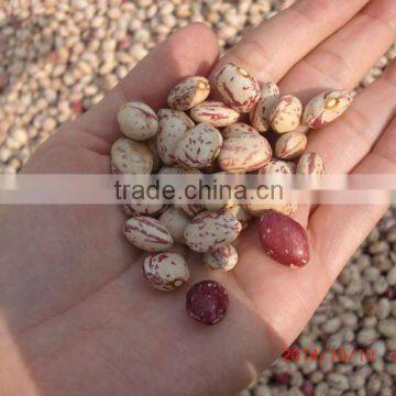 2015 New Crops of Light Speckled Kidney Beans photo-4