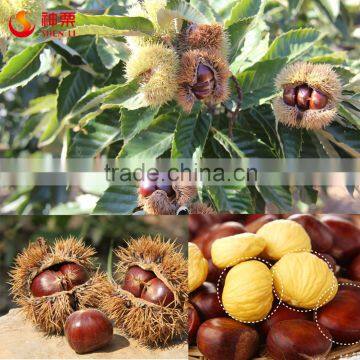 Sweet and Easy Peeling Chinese Chestnut photo-3