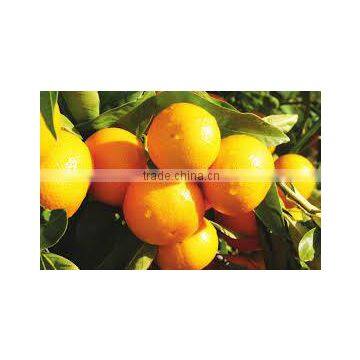 Pricing Egyptian orange...top quality navel orange...egyptian navel orange