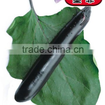 Hybrid Black seeds for growing-Mo Fei